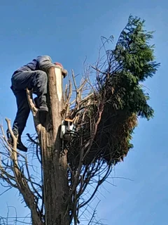 Tree. Felling stump removal