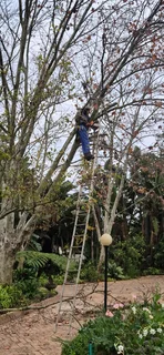 Tree. Felling stump removal