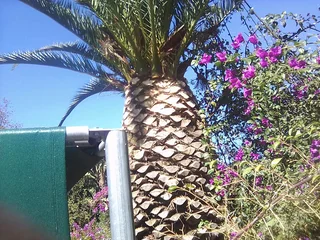 Tree. Felling stump removal