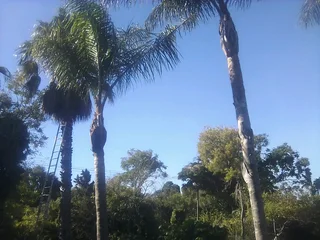 Tree. Felling stump removal