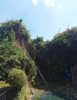 Tree. Felling stump removal