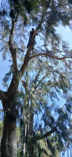 Tree. Felling stump removal