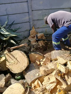 Tree  felling