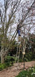 Tree  felling