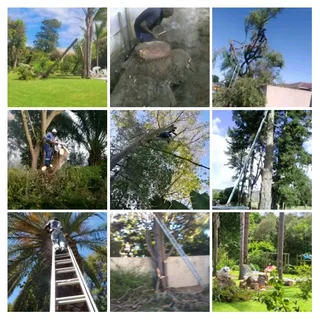 Tree felling