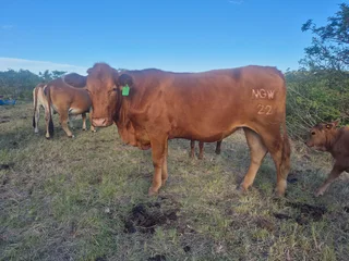 Livestock - Ad posted by Sizo Ntamo