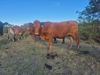 Livestock - Ad posted by Sizo Ntamo