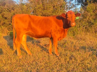 Livestock - Ad posted by Sizo Ntamo