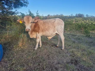 Livestock - Ad posted by Sizo Ntamo