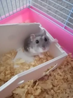 Dwarf Hamster + set up