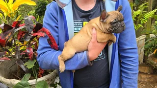 French Bulldog puppies