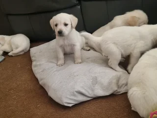 Pure bred golden white labrador puppies