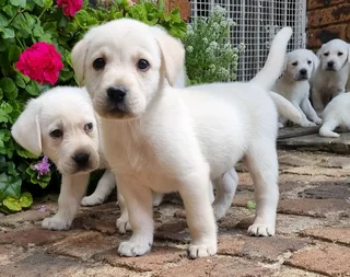 Pure bred golden white labrador puppies