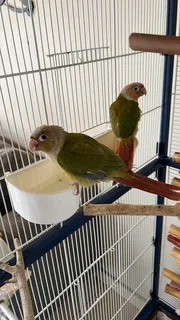 Pineapple conures