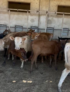 14 Speenkalwers te koop