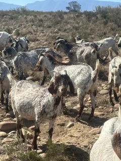 25 Skilder Bokke te koop