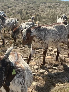 25 Skilder Bokke te koop