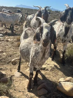 25 Skilder Bokke te koop