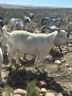 25 Skilder Bokke te koop