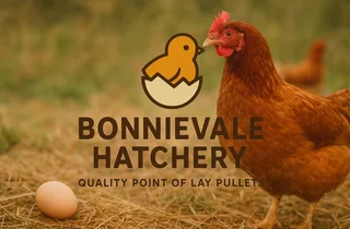 Lohmann Brown laying hens available