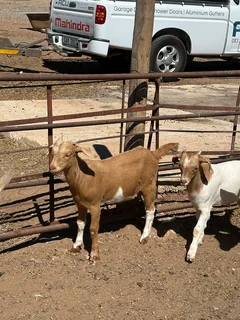 14 Small Goats 4 Sale