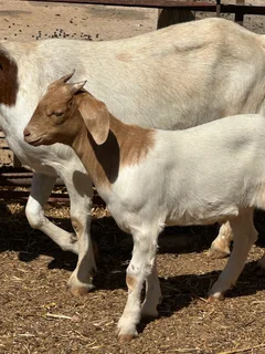 14 Small Goats 4 Sale