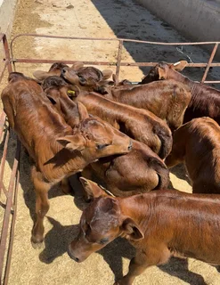 Angus X Melk Kalwers