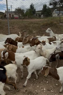 Goats 4 Sale