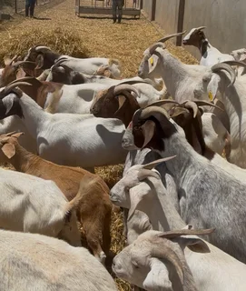 Goats 4 Sale
