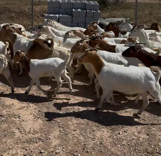 Goats 4 Sale