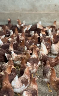 600 Lohmann Brown Laying Hens