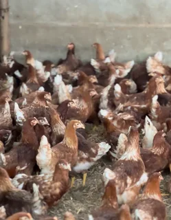 600 Lohmann Brown Laying Hens