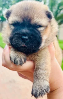 1 x Male Chow puppie