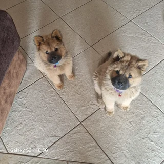 Chinese Chows