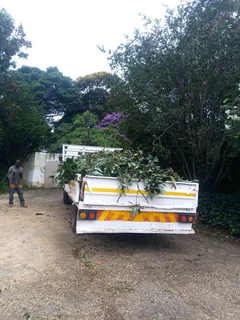 Tree felling specialist