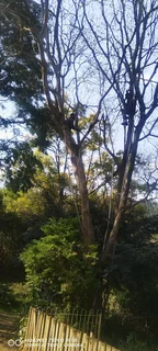 Tree feller specialist