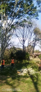 Tree feller specialist