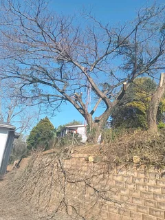 Tree feller specialist