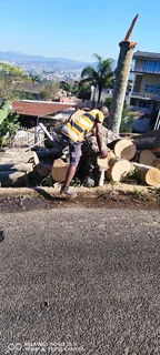 Tree feller specialist