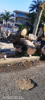 Tree feller specialist