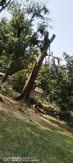 Tree felling specialist