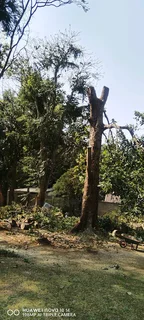 Tree feller specialist