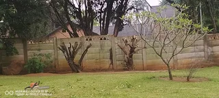 Tree felling specialist