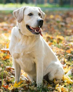 Dog - Ad posted by Thenio Makua