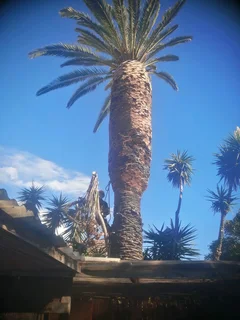 Tree felling and Grass cutting