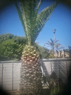 Tree felling and Grass cutting