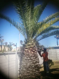 Tree felling/Rubble removal and Grass cutting