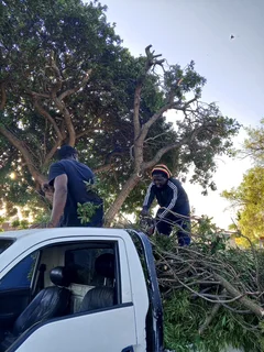 Tree felling and Grass cutting/ installation