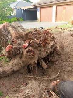 Tree felling service