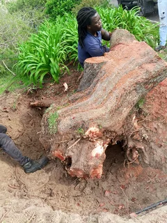 Trees, Grass and Rubble